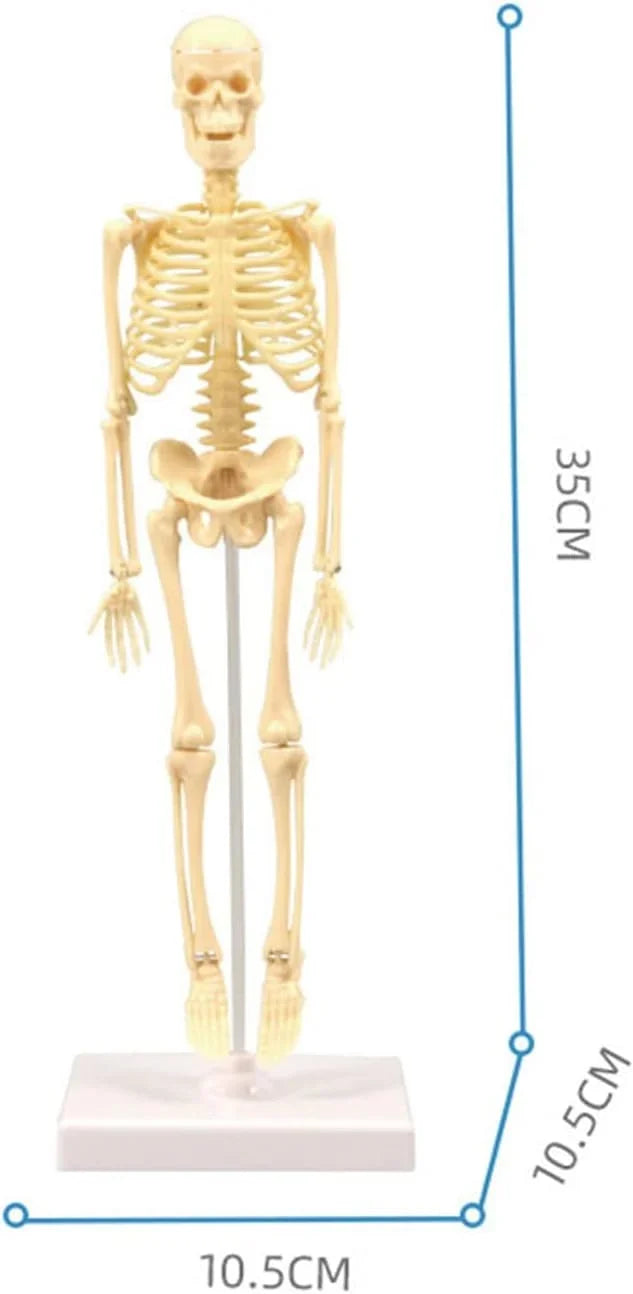 Teng Xin – Explore Science Bone Assembly ARABI CART
